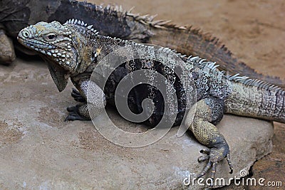 The Cuban rock iguana, Cuban ground iguana, Cuban iguana (Cyclura nubila) female in a natural habitat Stock Photo