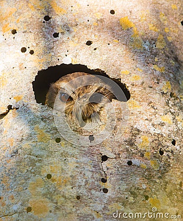 Cuban Screech Owl looking from a hole Stock Photo