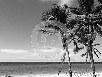 Cuban Black and White Ocean Photo with Palm Trees and Beach Stock Photo