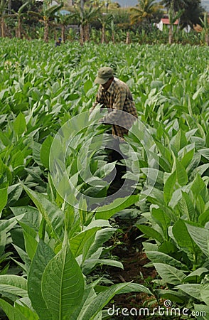 Cuban tabacco farmer working in the middle of his plantation in Editorial Stock Photo