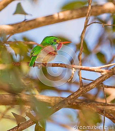 Cuban Tody Stock Photo