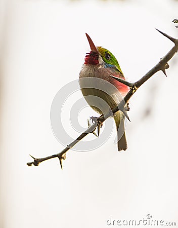 Cuban Tody on a branch Stock Photo