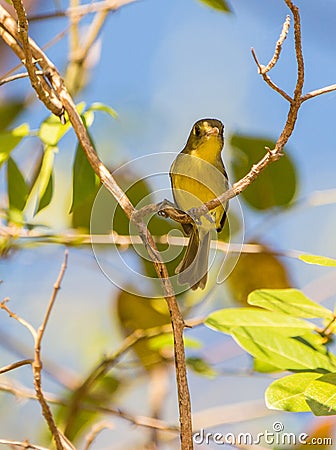 A Cuban Vireo on a branch Stock Photo