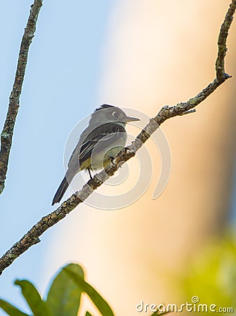 Cuban Vireo on a branch Stock Photo