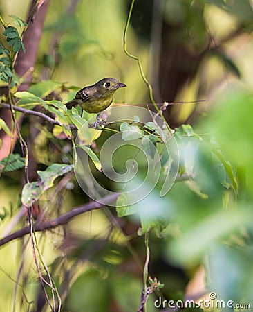 Cuban Vireo in the thicket Stock Photo