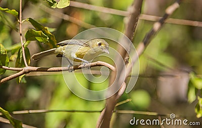 The Cuban Vireo in the thicket of the vegetation Stock Photo