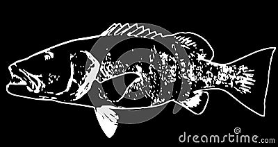 Cubera snapper fish predator on black background Stock Photo