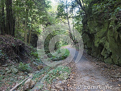 Cubo de la galga nature park with asphalt road, path in beautiful mysterious Laurel forest, laurisilva in the northern Stock Photo
