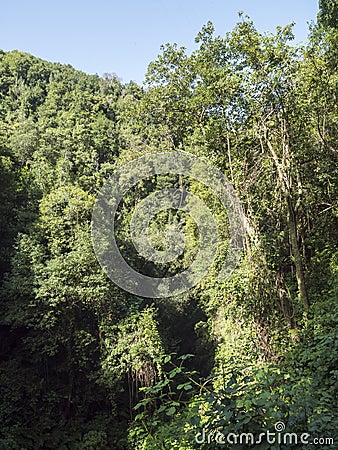 Cubo de la galga nature park with in beautiful mysterious Laurel forest, laurisilva in the northern part of La Palma Stock Photo