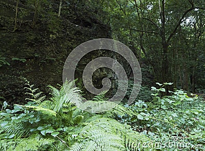 Cubo de la galga nature park with ferns and stone wall in beautiful mysterious Laurel forest, laurisilva in the northern Stock Photo