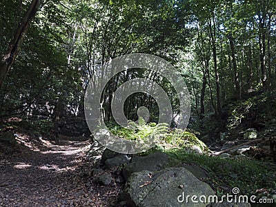 Cubo de la galga nature park with path in beautiful mysterious Laurel forest, laurisilva in the northern part of La Stock Photo