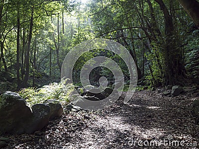 Cubo de la galga nature park with path in beautiful mysterious Laurel forest, laurisilva in the northern part of La Stock Photo