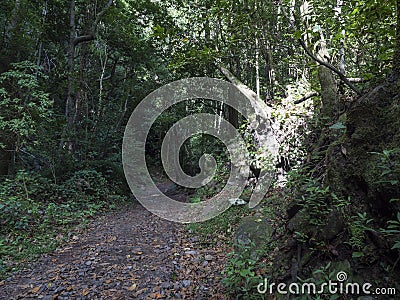 Cubo de la galga nature park with path in beautiful mysterious Laurel forest, laurisilva in the northern part of La Stock Photo