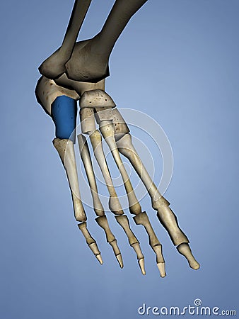Cuboid Bone, 3D Model Stock Photo
