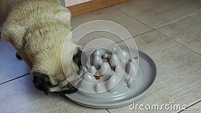 Cucciolo di cane che mangia kibble da una piastra di plastica destinata a rendere i cani più lenti per evitare la fioritura. chius stock footage Cucciolo di cane che mangia kibble da una piastra di plastica destinata a rendere i cani più lenti per evitare la fioritura. chius stock footage