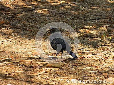 Cuckoo Bird Stock Photo