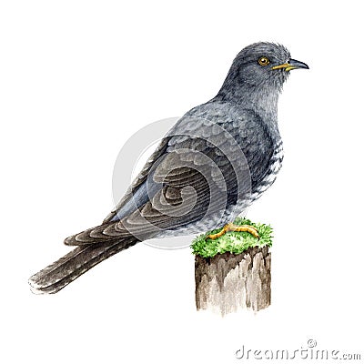 Cuckoo bird on a mossy stump. Watercolor illustration. Hand drawn realistic forest wildlife bird. Common cuckoo detailed Cartoon Illustration