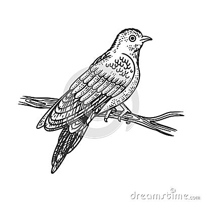 Cuckoo bird sketch vector illustration Vector Illustration