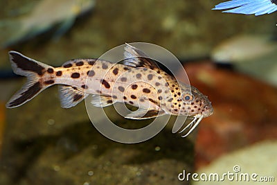 Cuckoo catfish Stock Photo