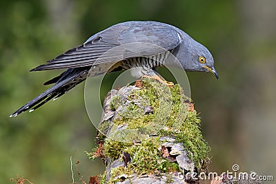 Cuckoo, Cuculus canorus, single bird Stock Photo