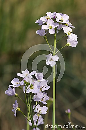 Cuckoo Flower - Cardamine pratensis Stock Photo