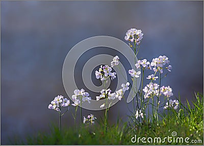 Wild Summer Cuckoo Flower - Lady's Smock. Stock Photo