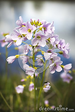 Cuckoo Flower by River MCU Stock Photo