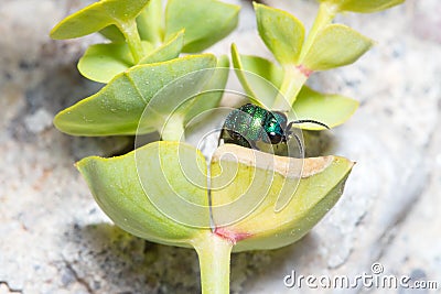 Cuckoo wasp, Chrysis sp., resting on a green leaf Stock Photo