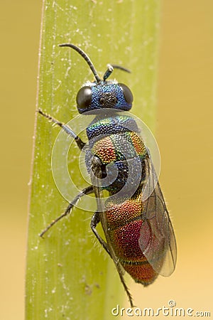 Cuckoo wasp Stock Photo