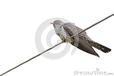 Cuculus canorus, Common Cuckoo. Stock Photo