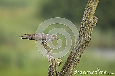 Cuckoo, Cuculus canorus Stock Photo