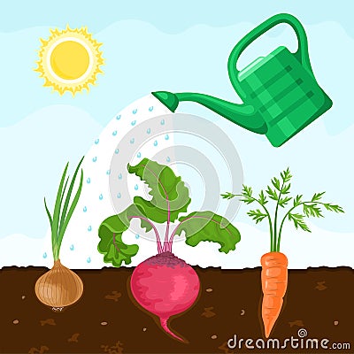 Fresh vegetables roots grow in the soil. Watering can irrigate the garden. Vector Illustration