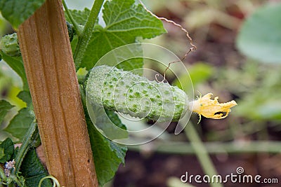 Cucumber being grown Stock Photo