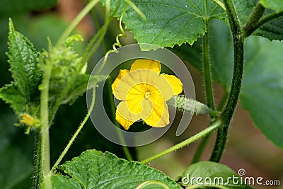 Cucumber or Cucumis sativus creeping vine plant with single bright yellow fully open flower growing in local garden surrounded Stock Photo