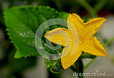 Yellow flower of Cucumber Stock Photo