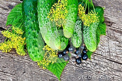 Cucumber dill leaves and berry on the Board Stock Photo