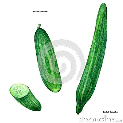 Cucumber, drawing, picture, color Stock Photo