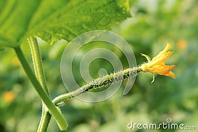 Cucumber female flower Stock Photo