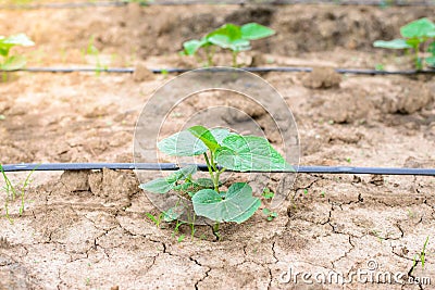 Cucumber field growing with drip irrigation system. Stock Photo