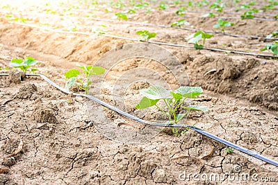 Cucumber field growing with drip irrigation system. Stock Photo