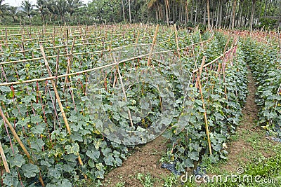 Cucumber field Stock Photo