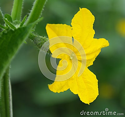 Cucumber flower Stock Photo