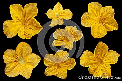 Cucumber flower closeup collection Stock Photo