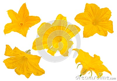 Cucumber flower collection on white Stock Photo