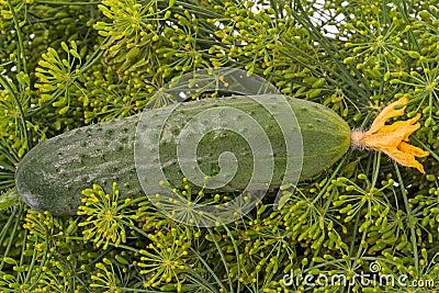 Cucumber with flower on dill Stock Photo