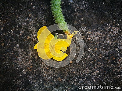 Cucumber flower lying on the hard ground Stock Photo