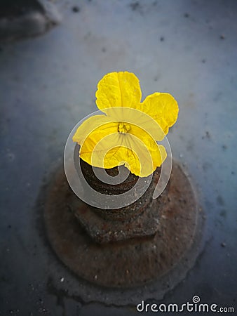 Cucumber flower lying on the hard ground Stock Photo