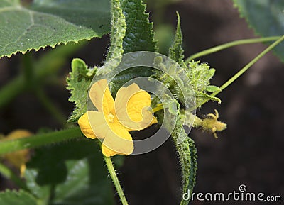 Cucumber flower and ovary of the young fruits. A beautiful plant sprout on the nature background outdoors Stock Photo