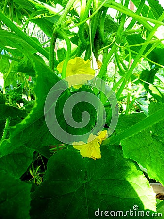 Cucumber flowers on a bush in a greenhouse Stock Photo