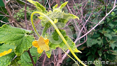 Cucumber flowers and plant Stock Photo